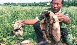 偃师吃瓜最新事件爆料新闻,最新爆料揭露惊人内幕